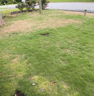Summer Bummer: Disease-Fungus-Dead Spots in Lawn